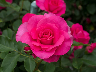 Close-up of a Vibrant Pink Rose in Full Bloom