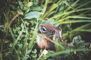 little ground squirrel wandering through the grass searching for food