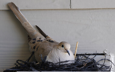 a heartwarming bird hatching a single egg near a dwelling