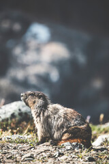 american mountain ground marmot wandering through the grass searching for food