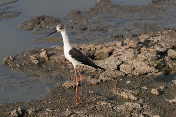 Stelzenläufer am Wasser am Fluss