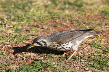 Akaziendrossel in der Kalahari in der Sonne