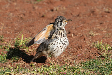 Akaziendrossel in der Kalahari in der Sonne