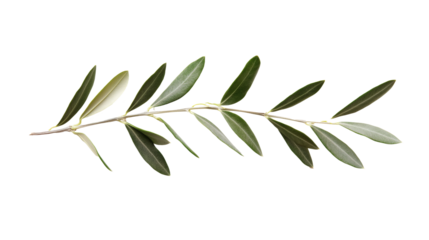 Olive Branch with Green and Silvery Leaves Against isolated on White Background. perfect bright overlay for natural themed designs illustration.