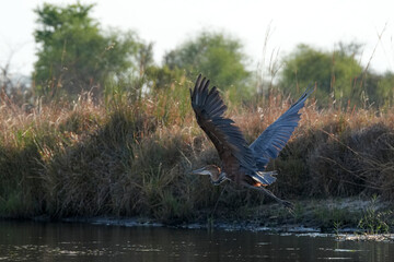 Goliathreiher im Tiefflug &uuml;ber dem Kwango River