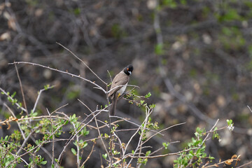 Redeyed Bulbul Maskenvogel