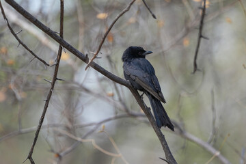 Ein Trauerdrongo sitzt im Ge&auml;st