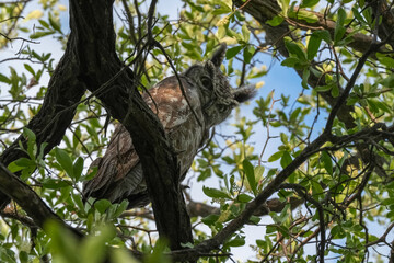 Männlicher Fleckenuhu sitzt im Baum