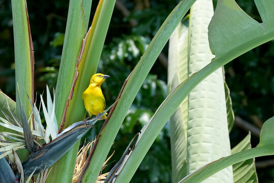 Webervogel leuchtet gelb und sitzt auf einer grossen Paradiesblume