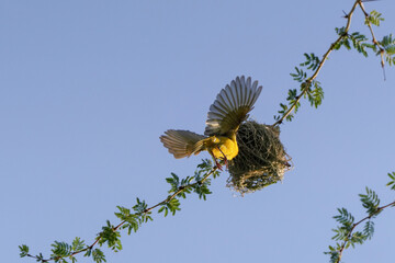 Webervogel beim Nestbau an einem Ast in der Höhe