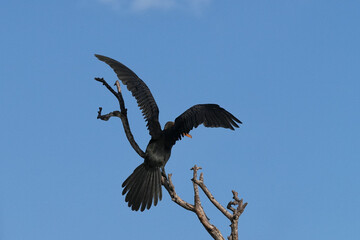 kormoran landet mit gespreizten Flügeln auf einem Baum