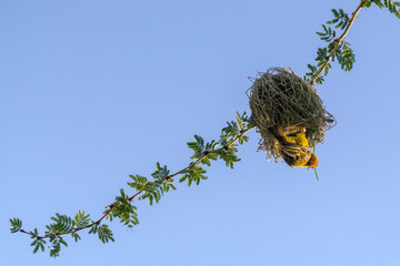 Webervogel beim Nestbau an einem Ast in der Höhe