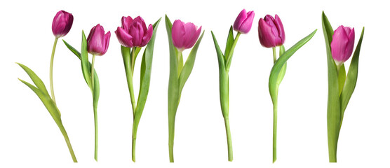 Obraz premium Beautiful tulip flowers on white background, set