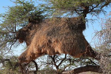 Nestbau der Webervögel in der Kalahari