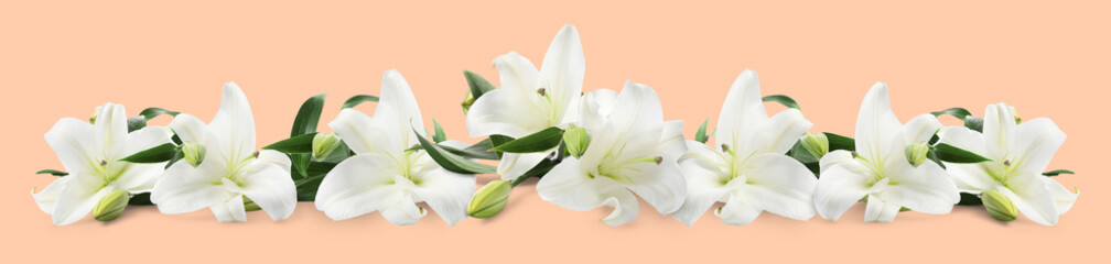 Obraz premium Beautiful white lily flowers on beige background. Banner design