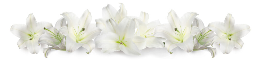 Beautiful fresh lily flowers on white background