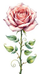 A detailed illustration of a pink  hued rose with a green stem and curled  edged leaves. 