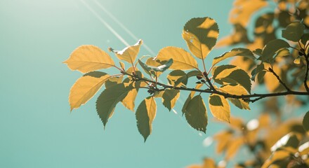 Sunlit Autumn Leaves Branch Nature Photography Stock Image Perfect for Fall Designs and Projects