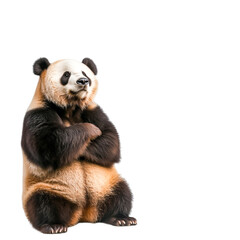 Adorable Giant Panda Sitting on Ground Against Black Background