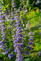 A close-up of the bright purple flower spikes of Vitex agnus-castus, Lilac Chastetree. An introduced landscape plant native to Europe and Asia.