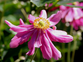 Obraz premium Anemone mit KI erstellt+bearbeitet