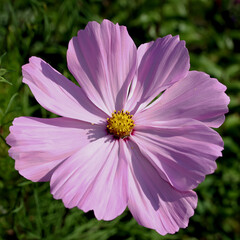 Schmuckk&ouml;rbchen mit KI erstellt+bearbeitet