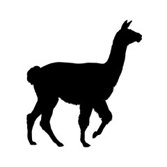 Llama silhouette – vector illustration