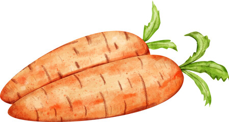 watercolor carrot