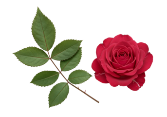 深紅のバラ、緑葉と対比鮮やか 闇に浮かぶ美しさ