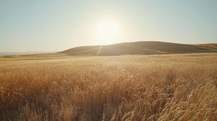 Fototapeta premium Golden Wheat Field at Sunset: A Serene Landscape