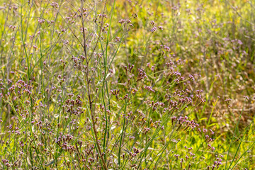 Verbena brasiliensis, Brazilian verbena, features tall stems with stiff hairs and loose terminal spikes of purple flowers. It is considered an invasive weed outside its native range in South America.
