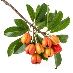 Beautiful Ackee Fruit on a Branch with Leaves Isolated on White Background