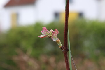 Young shoots of grape vine in spring