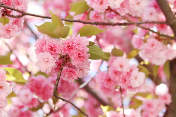Sakura flowers. Sakura branches blooming with pink flowers. Close-up of lush pink flowers on tree branches. Nature background. Spring