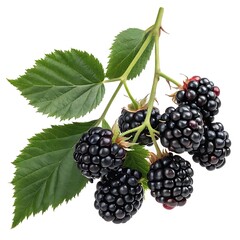 A Vibrant and Juicy Display of Fresh Blackberries on a Branch with Leaves