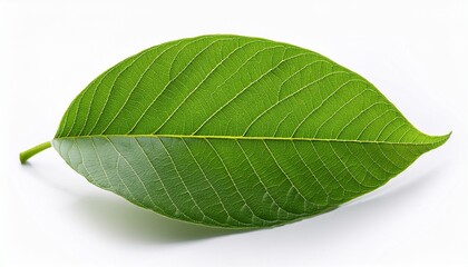 one green leaf of walnut isolated on a white background