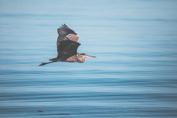 Obraz premium birdwatching on saratoga beach, vancouver island. quiet mood, calm water and blue atmosphere. heron, people by the shore and smooth pastel blue sky