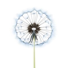 Dandelion Seed Decoration Icon Vector Illustration - Design Element for Graphic Projects