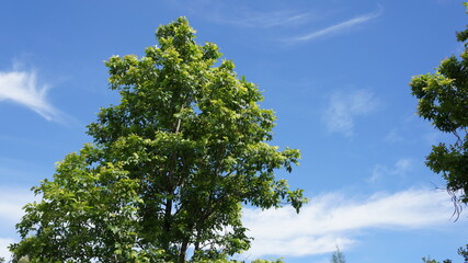 Lush Green Treetop Against a Vivid Blue Sky with Fluffy White Clouds A Perfect Summer Day Scene