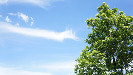 Lush Green Tree Branches Against a Vibrant Blue Sky with Delicate White Clouds Nature
