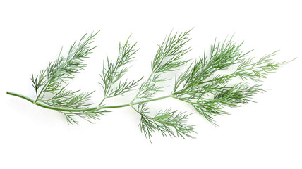 Fresh sprig of dill. Feathery green herb with a distinct, slightly sweet flavor. Great for cooking and garnishes.
