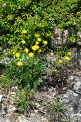 Doronic plantain,.Doronicum plantagineum