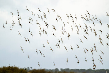 Barge à queue noire,.Limosa limosa, Black tailed Godwit