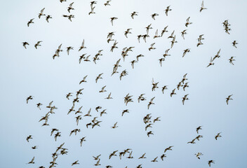 Barge à queue noire,.Limosa limosa, Black tailed Godwit