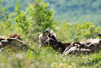 Vautour moine,.Aegypius monachus, Cinereous Vulture, Vautour fauve,.Gyps fulvus, Griffon Vulture, 48, Lozere, France