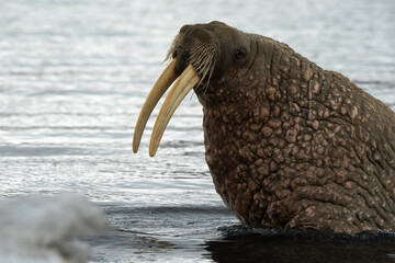 Morse, Odobenus rosmarus, Spitzberg, Svalbard, Norvège