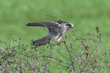 Faucon cr&eacute;cerelle,.Falco tinnunculus, Common Kestrel