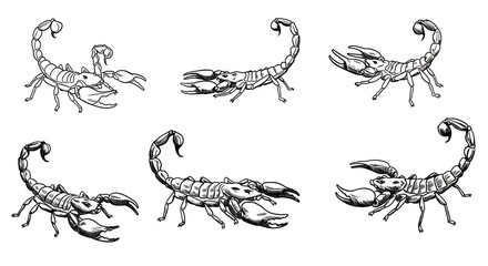 Scorpion Sketches: A Venomous Collection