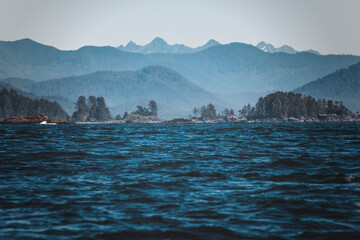 Obraz premium a wild day in tofino, vancouver island. summer clear day watching for sealife. bald eagles, sea otters, whales, killer whales around. sun is shining, the ocean waves are moving through the islandsc