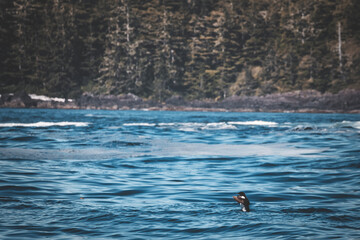 a wild day in tofino, vancouver island. summer clear day watching for sealife. bald eagles, sea otters, whales, killer whales around. sun is shining, the ocean waves are moving through the islandsc